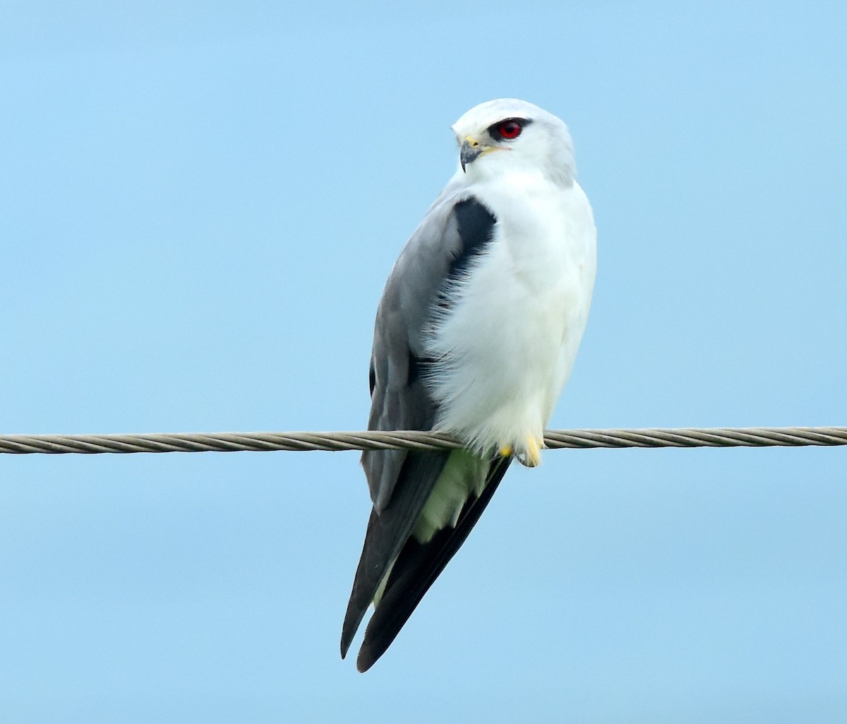 Black-winged Kite - Ajoy Kumar Dawn