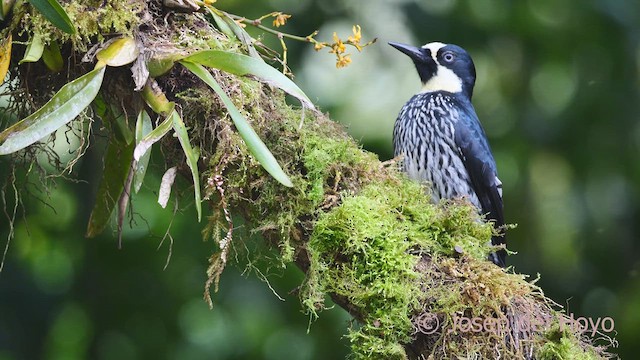 Acorn Woodpecker (Acorn) - ML609455286