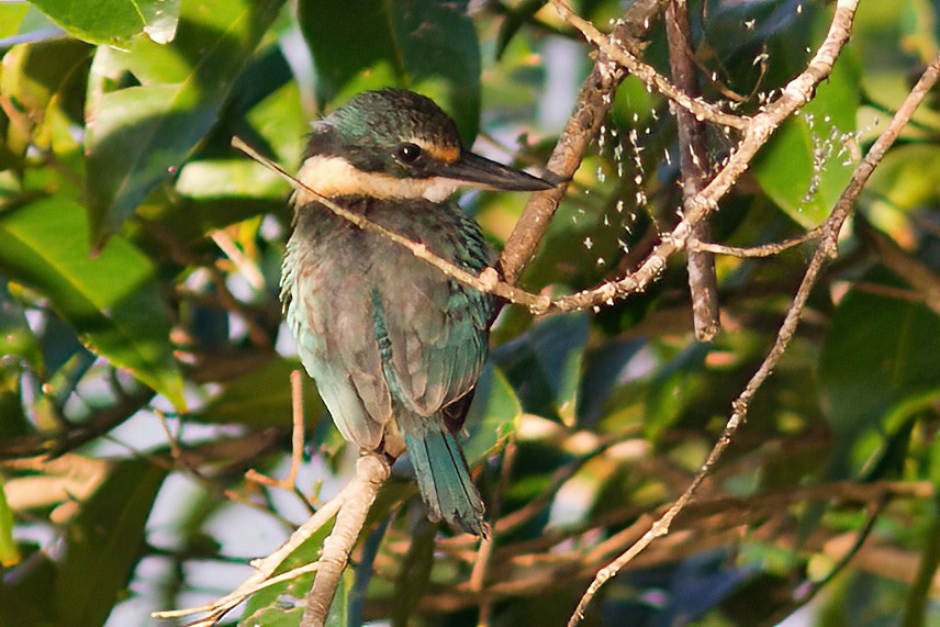 Sacred Kingfisher - Dave Curtis