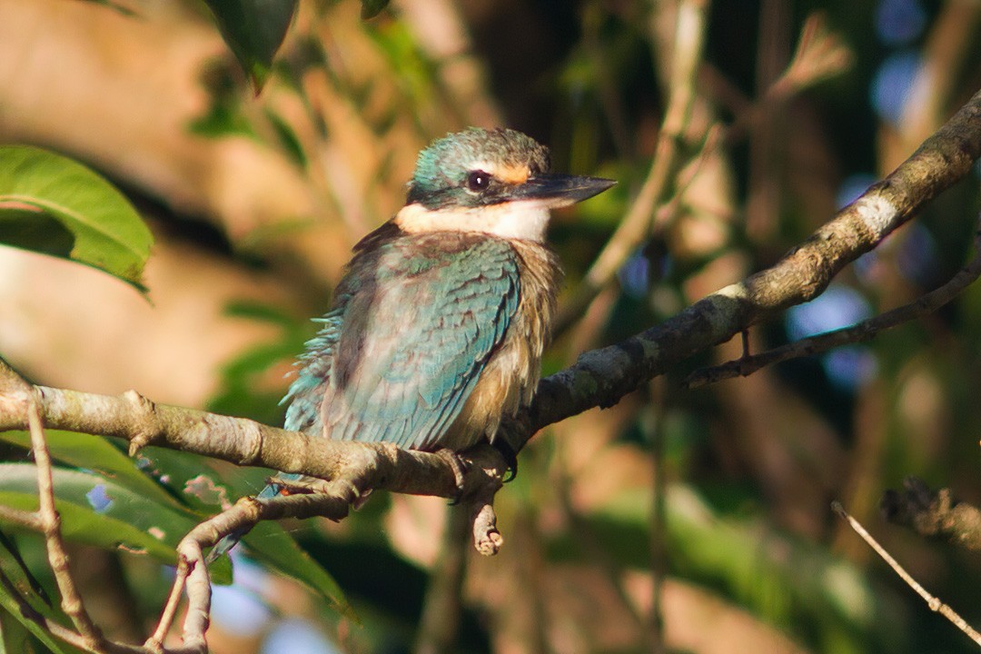 Sacred Kingfisher - Dave Curtis