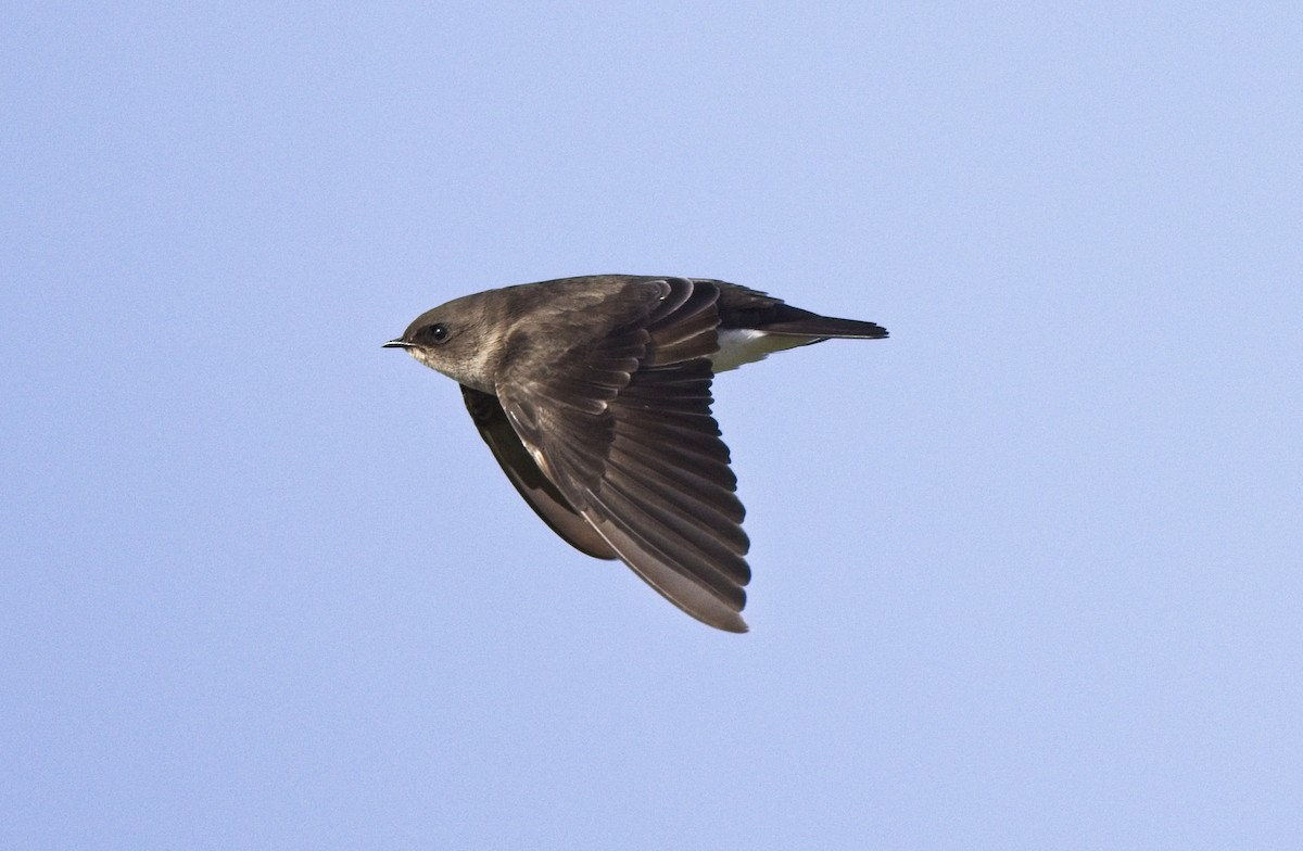 Golondrina Aserrada - ML609455462