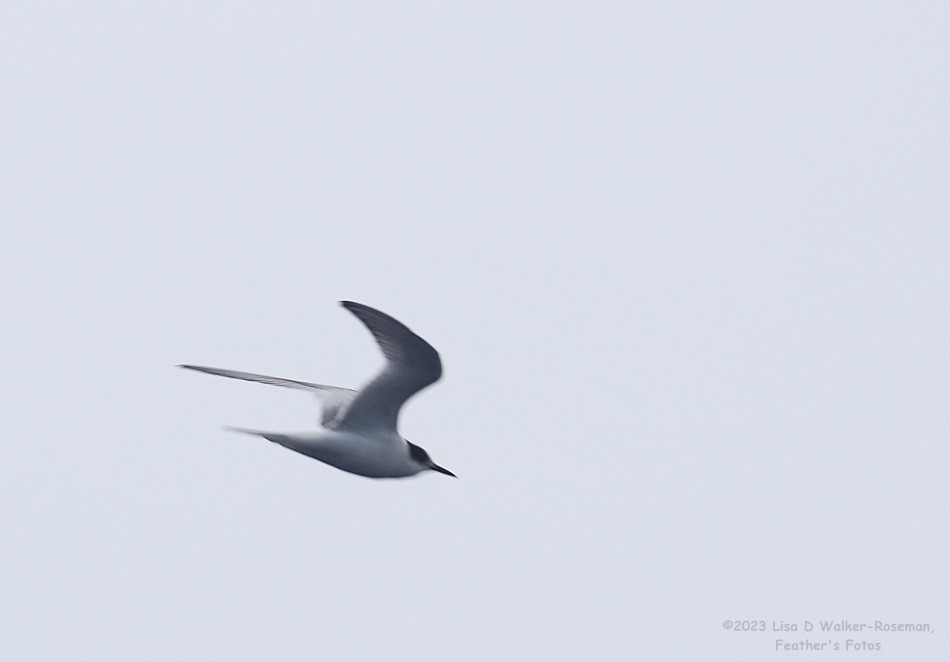 Arctic Tern - Lisa Walker-Roseman