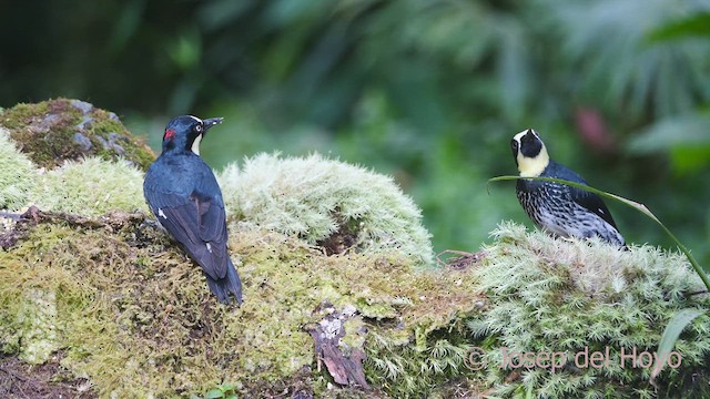 Acorn Woodpecker (Acorn) - ML609455525