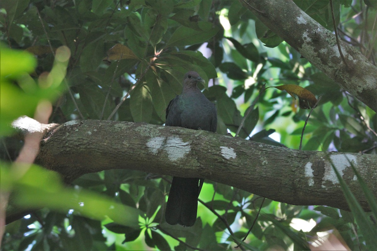 Black Wood-Pigeon - ML609455533