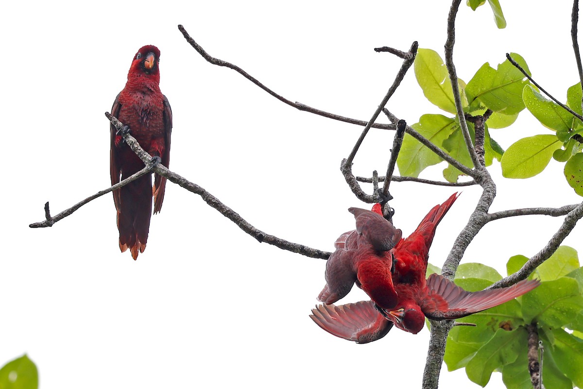 Cardinal Lory - ML609455566