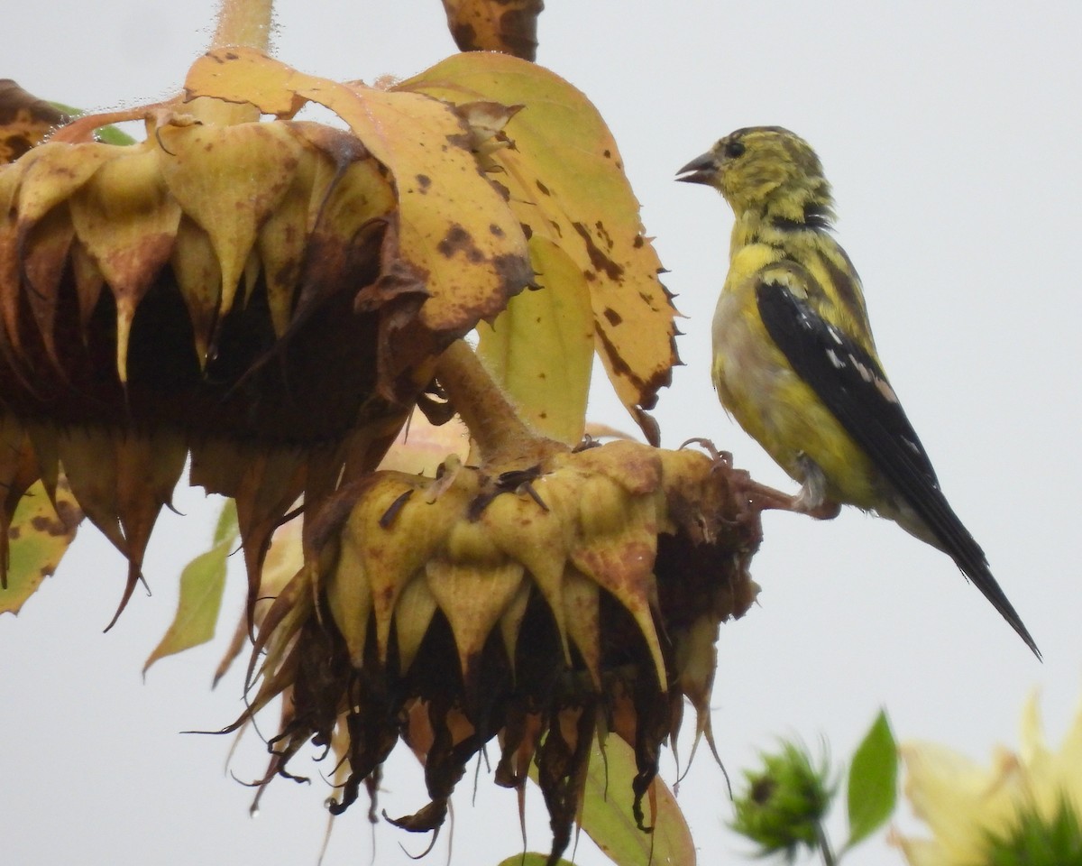 American Goldfinch - ML609455715