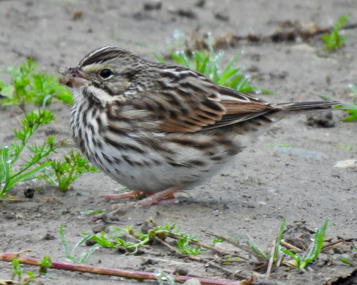 Savannah Sparrow - Lynne Harding