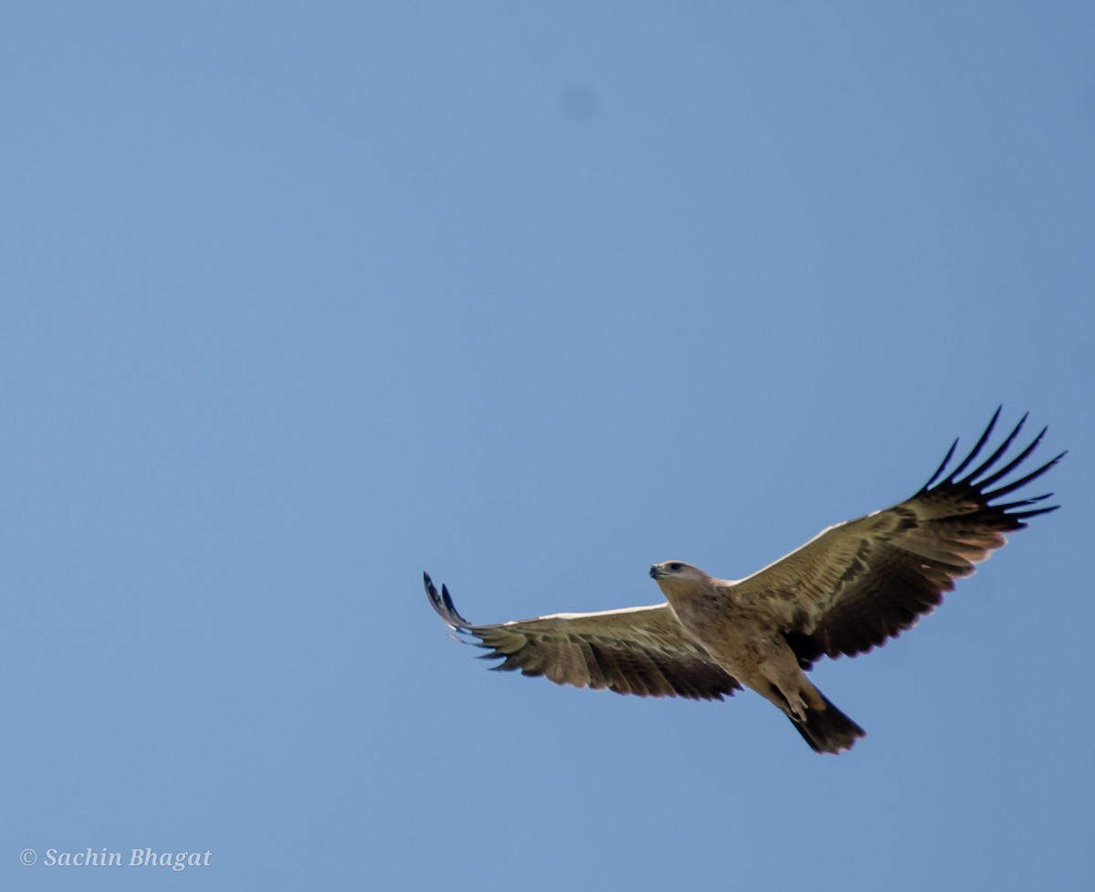 Tawny Eagle - ML609455725