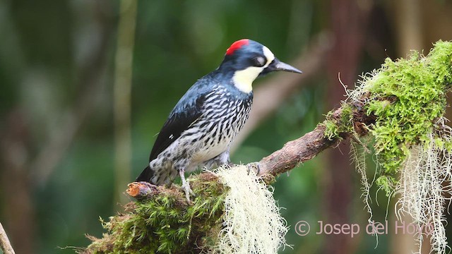 Acorn Woodpecker (Acorn) - ML609455760
