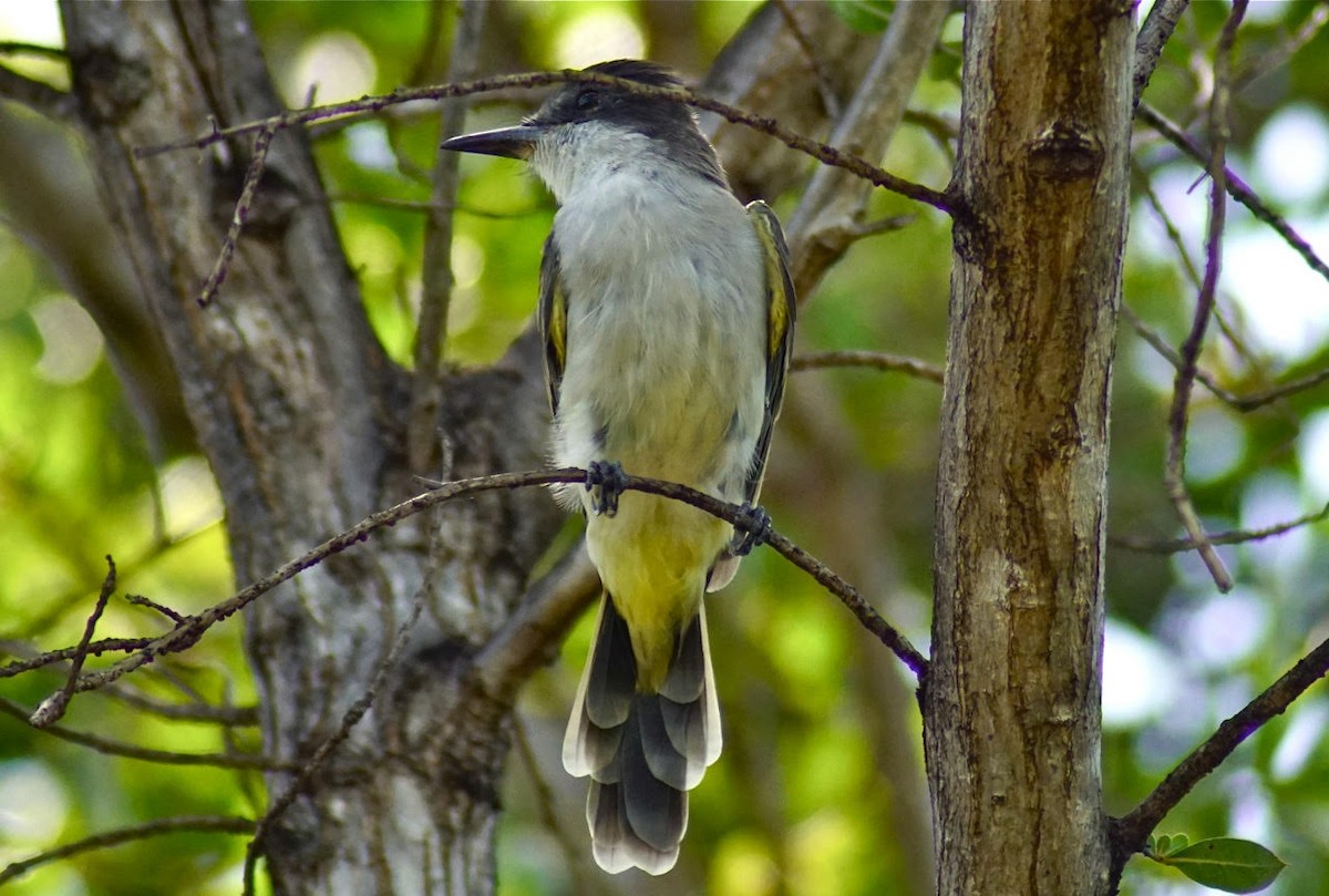 Loggerhead Kingbird - Carolyn Wardle