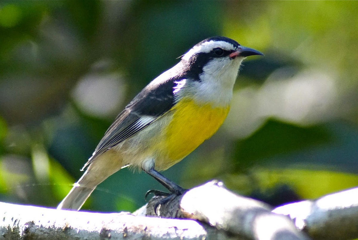 Bananaquit - ML609455788