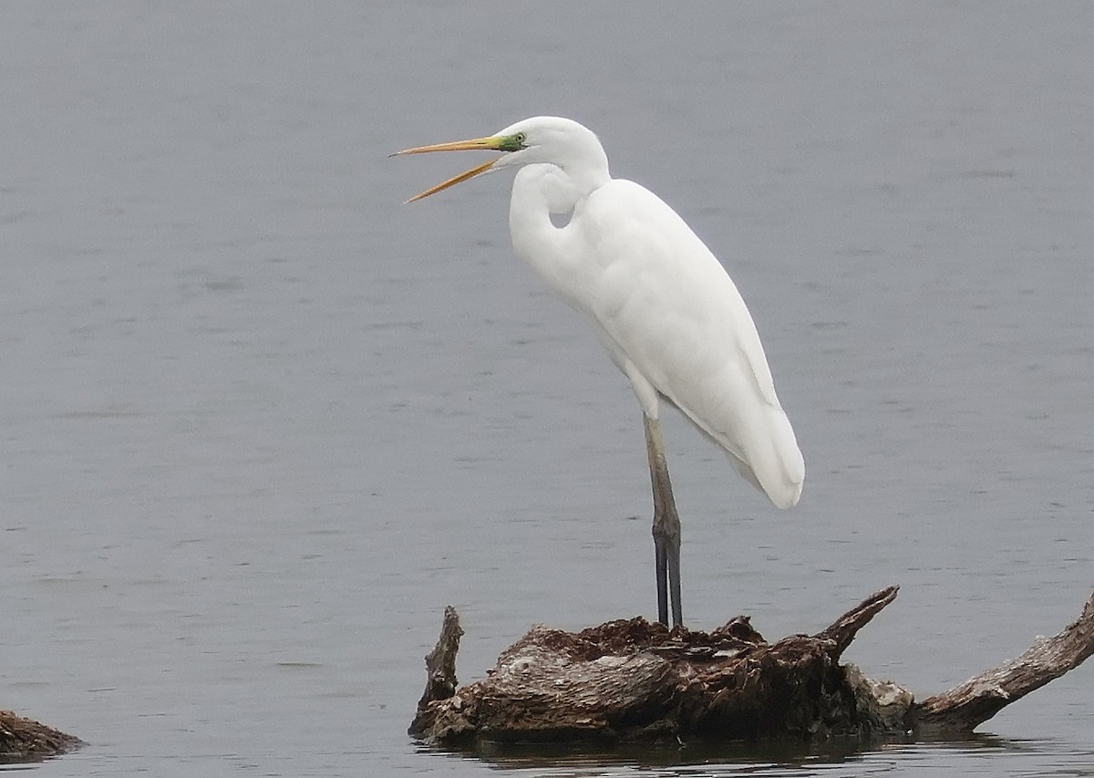 Great Egret - ML609455868