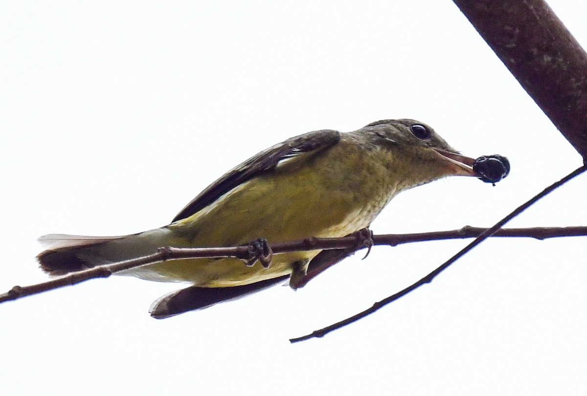 Gobemouche à croupion jaune - ML609455938