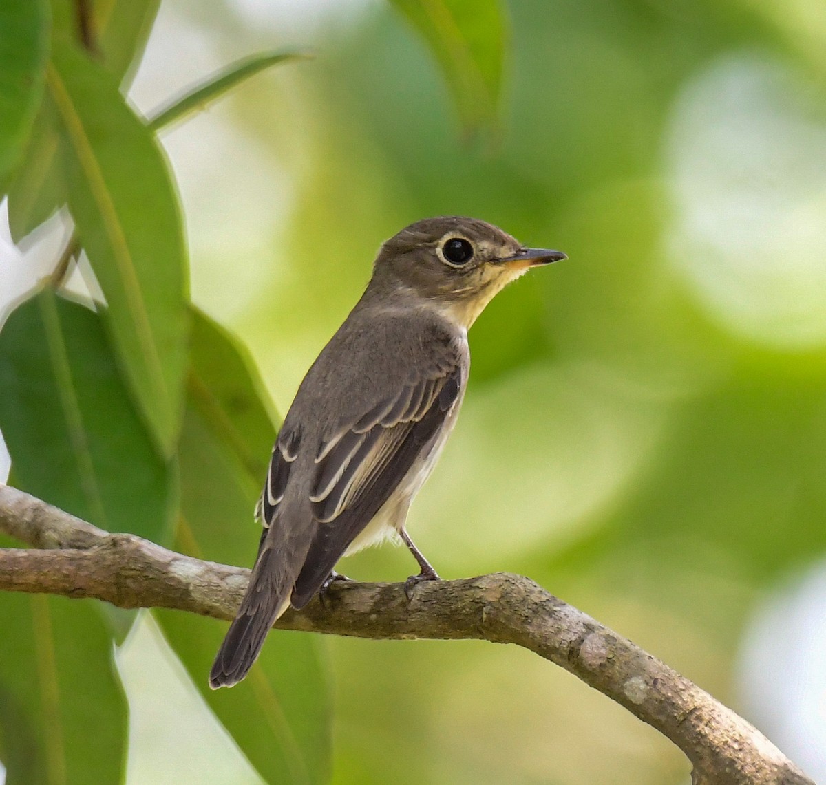 Asian Brown Flycatcher - ML609455957