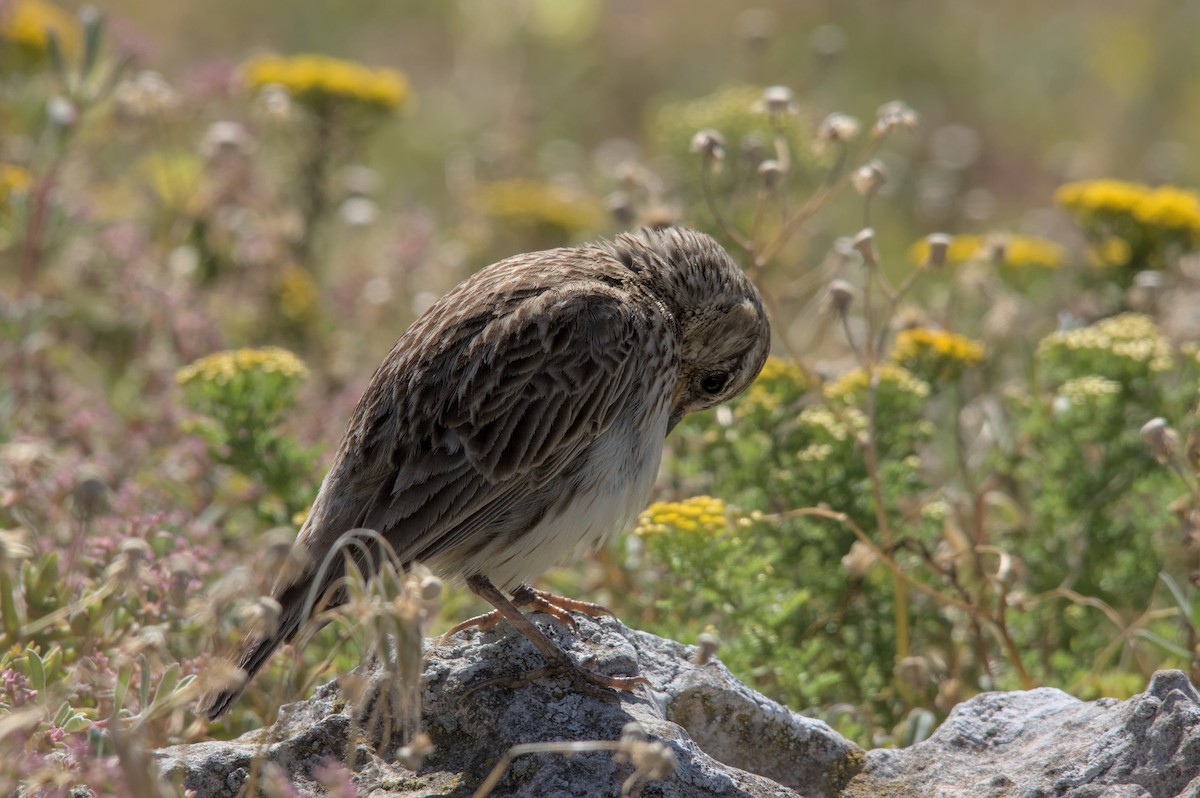 Large-billed Lark - Cameron Blair