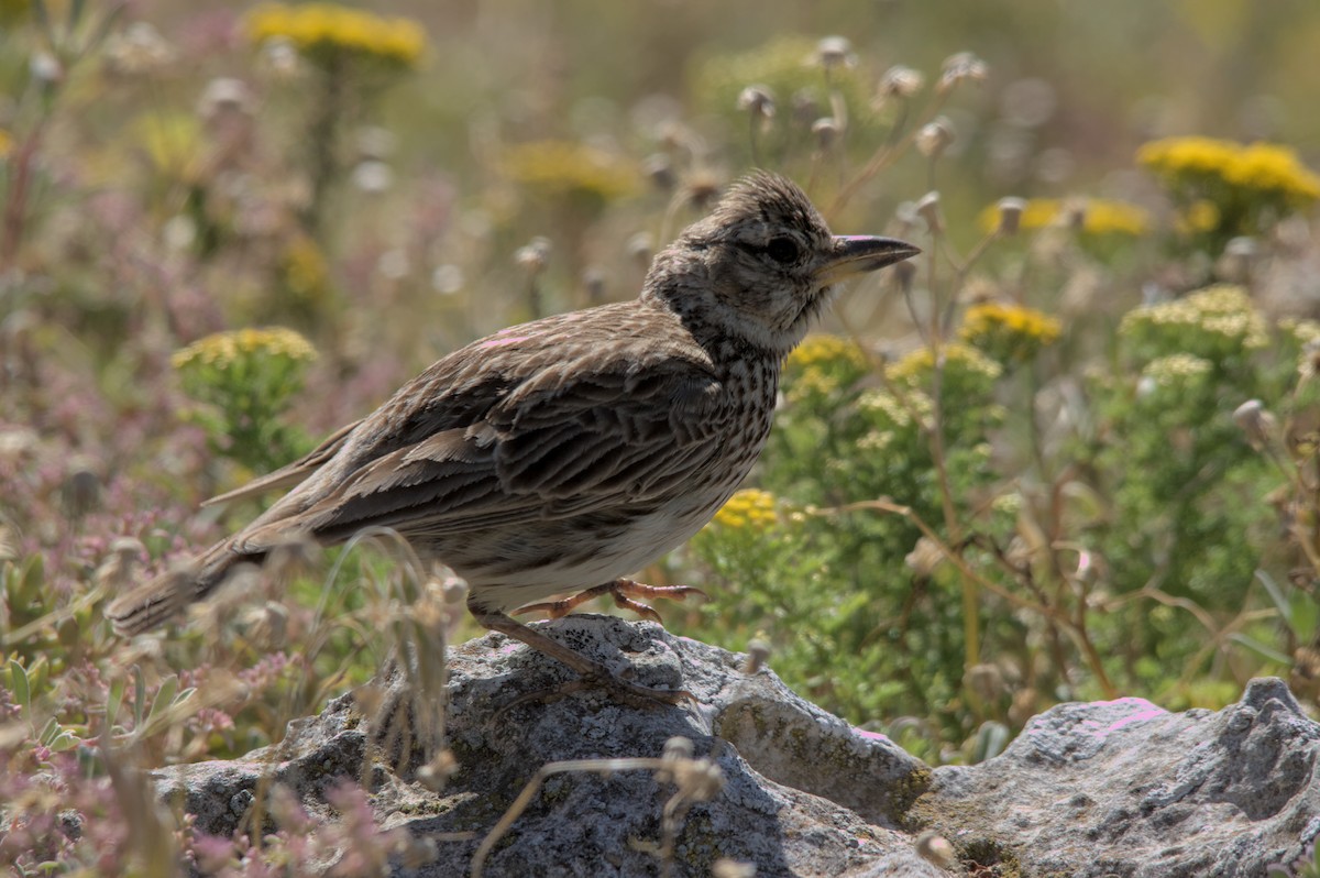 Large-billed Lark - Cameron Blair