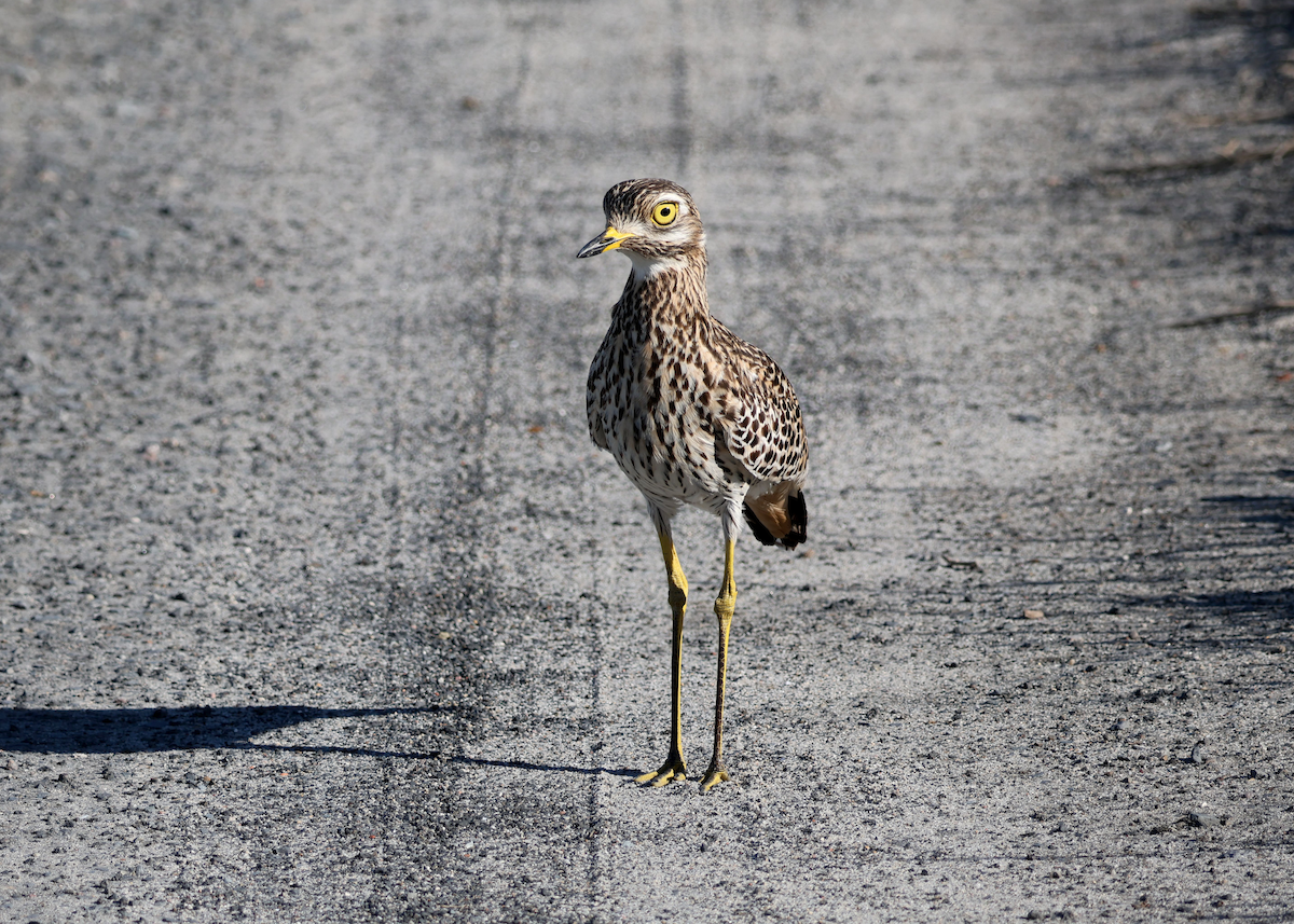 Spotted Thick-knee - Zoë Lunau