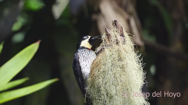 Acorn Woodpecker (Acorn) - ML609456115
