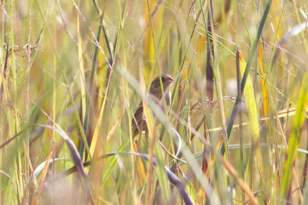 Nelson's Sparrow - ML609456131