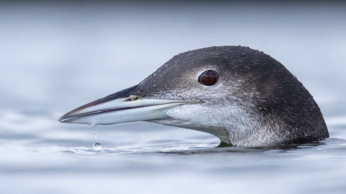 Common Loon - ML609456165