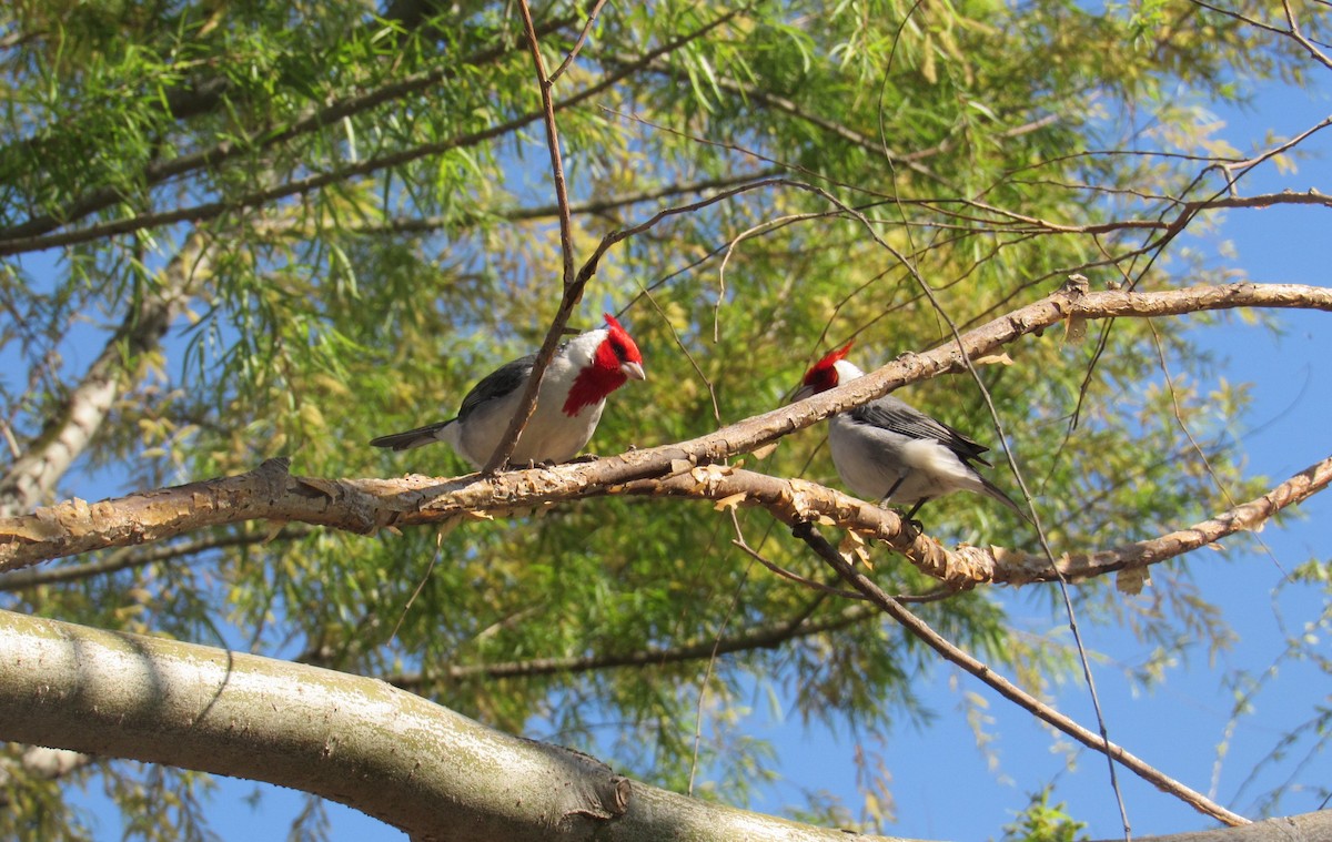 Red-crested Cardinal - ML609456216