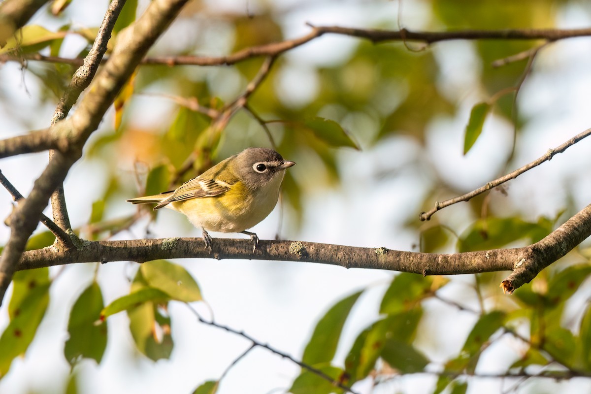 Mavi Başlı Vireo - ML609456219