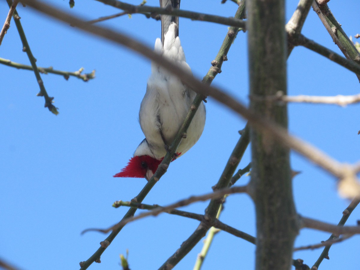 Red-crested Cardinal - ML609456236