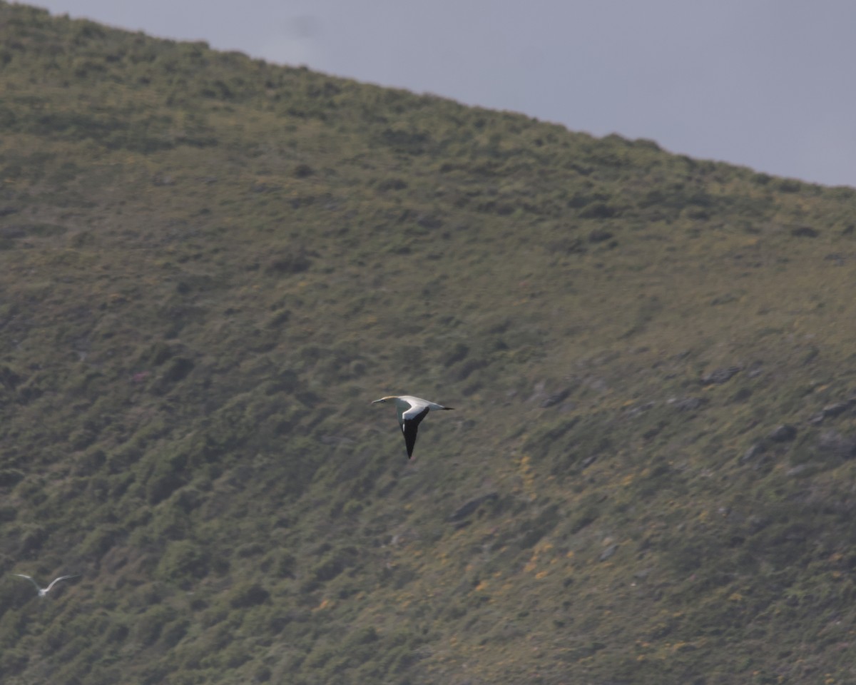 Cape Gannet - Cameron Blair