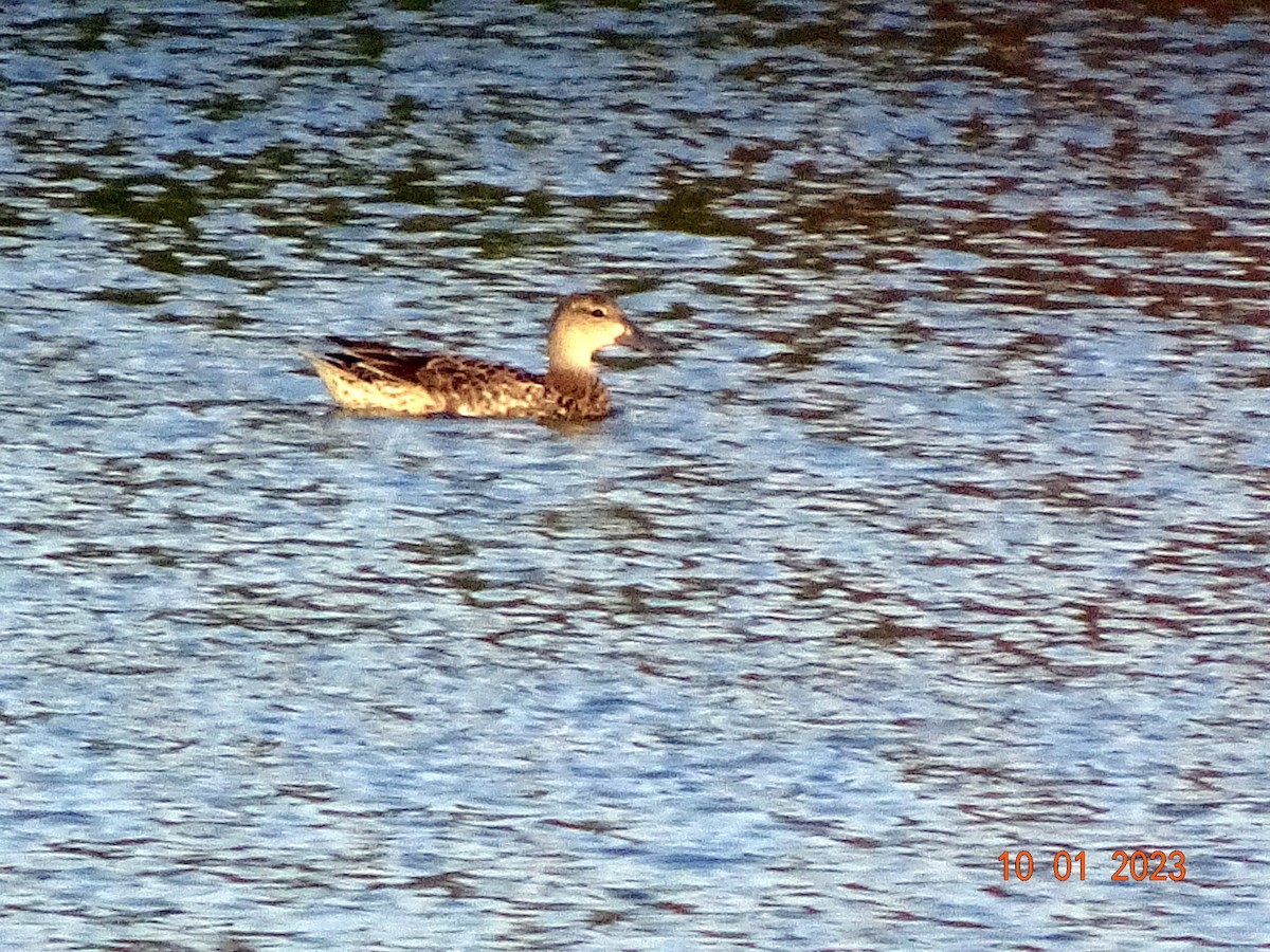 Blue-winged Teal - ML609456280