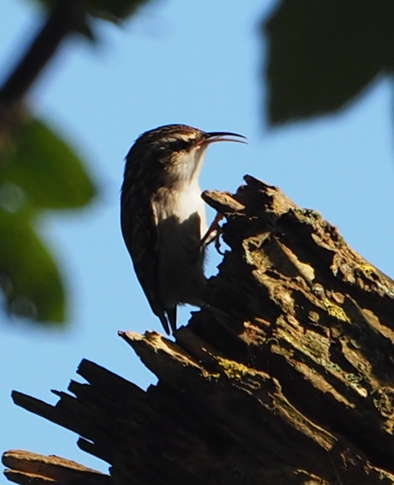 Short-toed Treecreeper - ML609456303