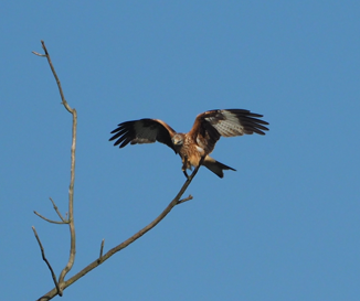 Red Kite - ML609456378