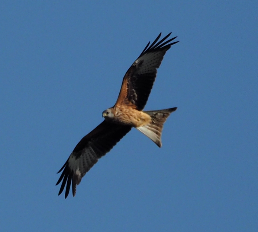 Red Kite - ML609456380