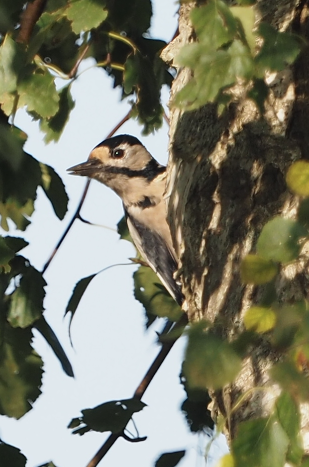 Great Spotted Woodpecker - ML609456387
