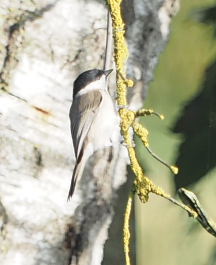 Marsh Tit - Marius Grathwohl