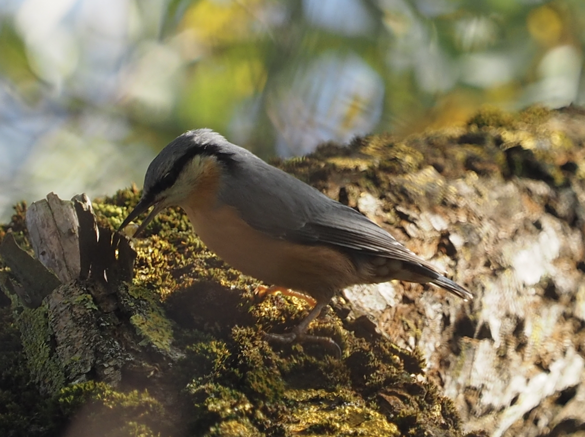 Eurasian Nuthatch - ML609456517