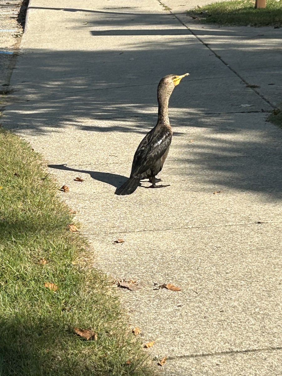 Double-crested Cormorant - ML609456553