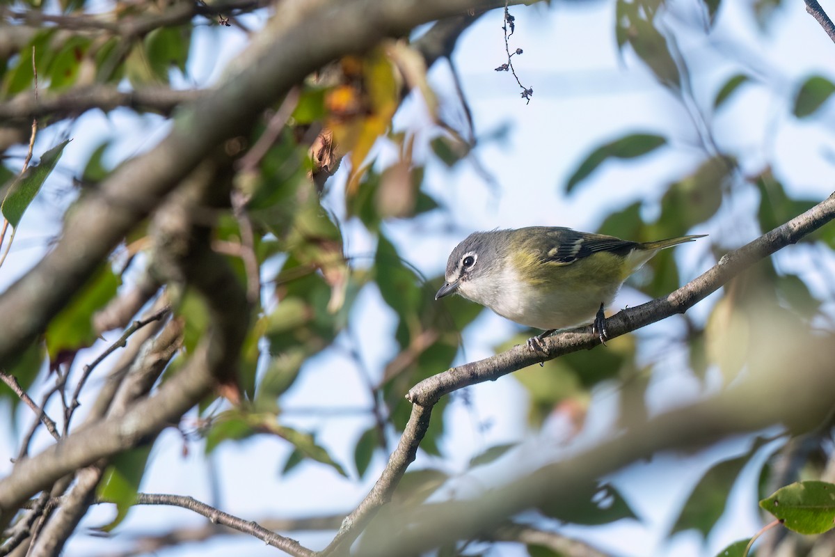 Mavi Başlı Vireo - ML609456583