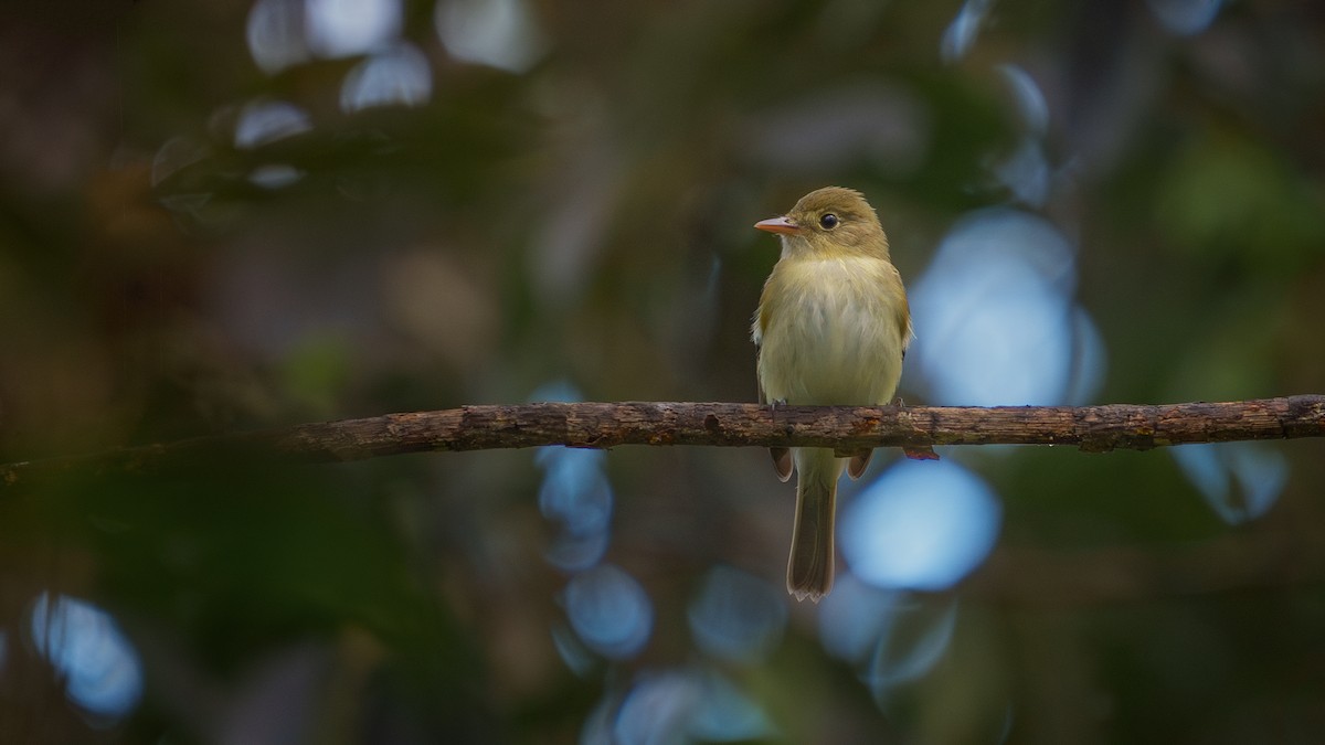 Acadian Flycatcher - Neo Morpheus