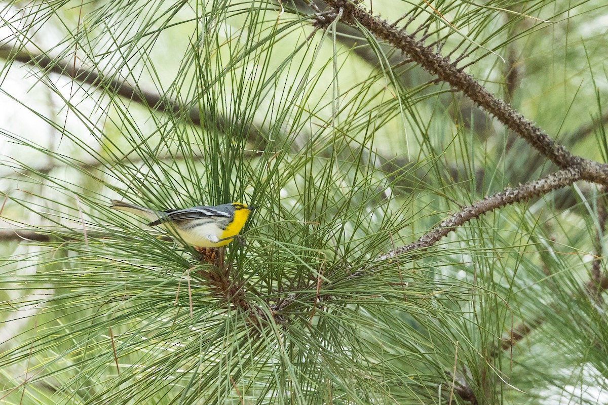 Grace's Warbler - Hernan Riverol