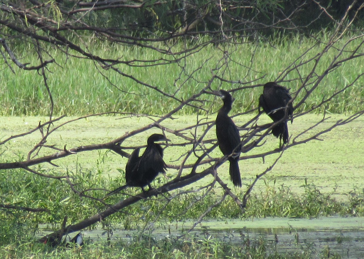 Indian Cormorant - ML609456763