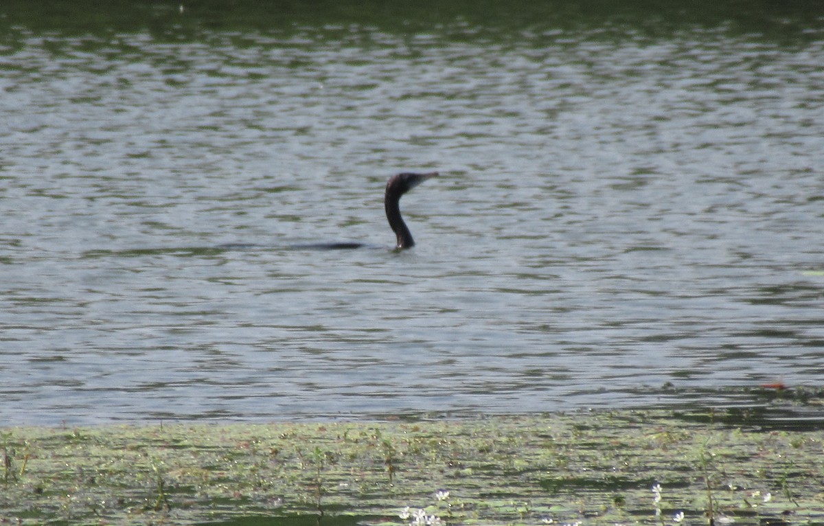 Indian Cormorant - ML609456764