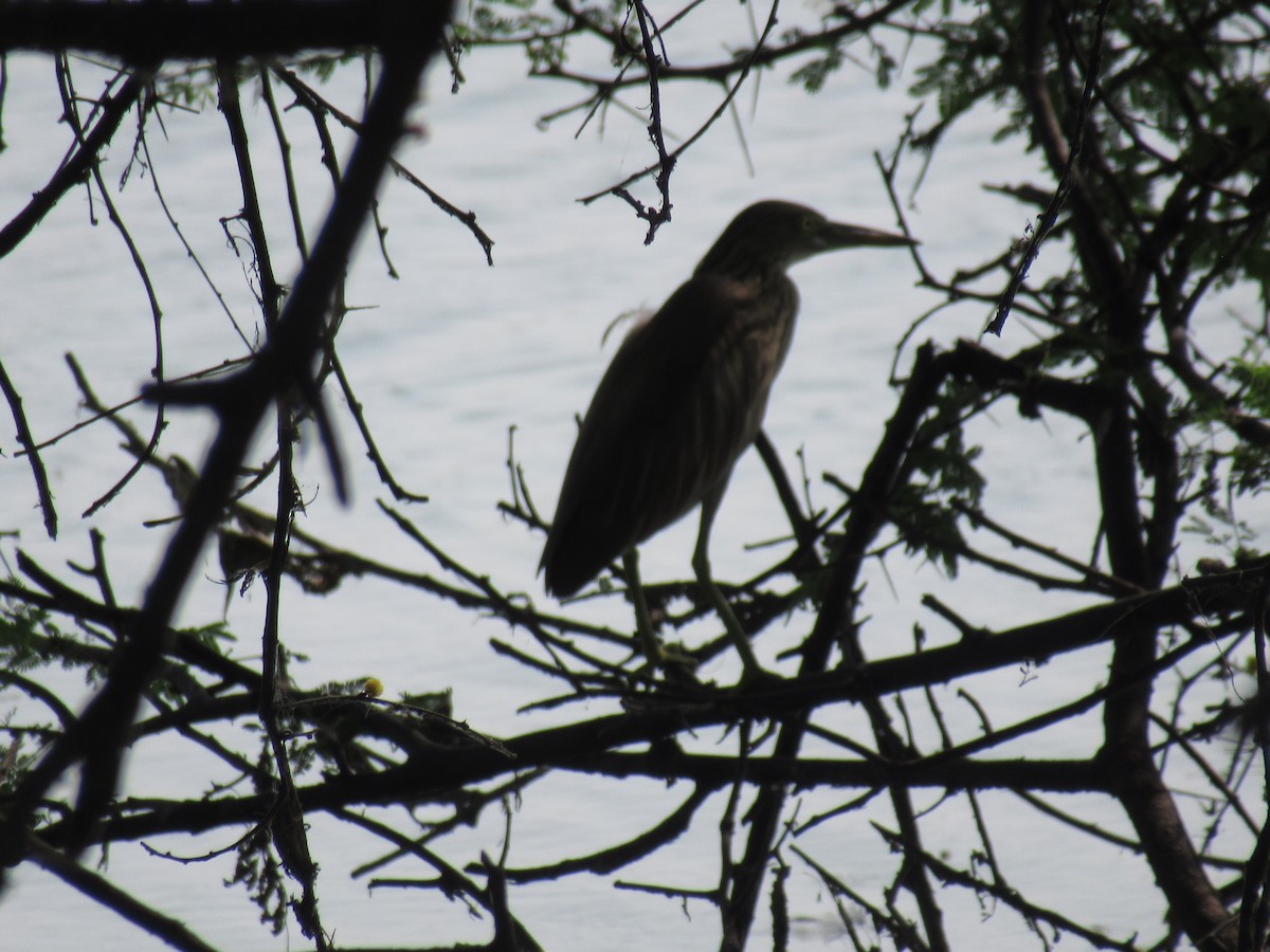 Indian Pond-Heron - ML609456802