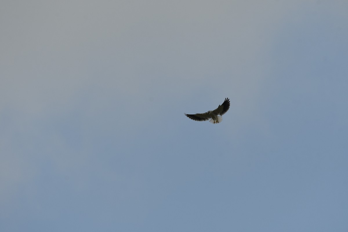 Black-winged Kite - ML609456857