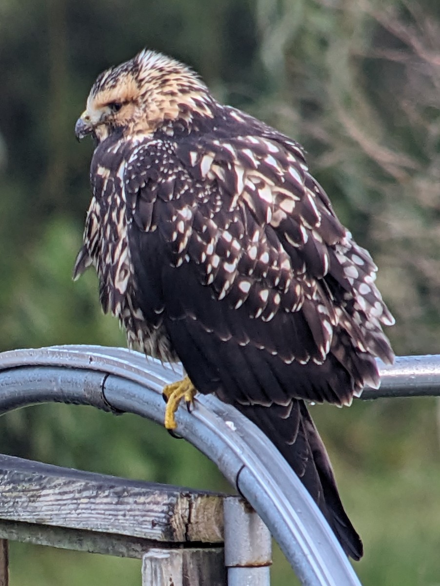 Swainson's Hawk - ML609456985