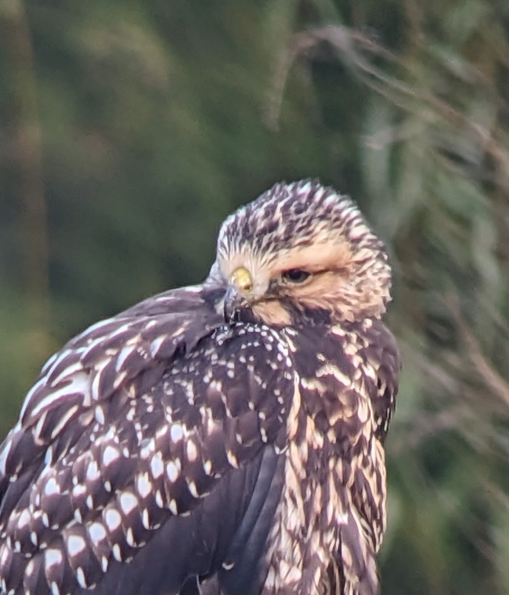 Swainson's Hawk - ML609456986
