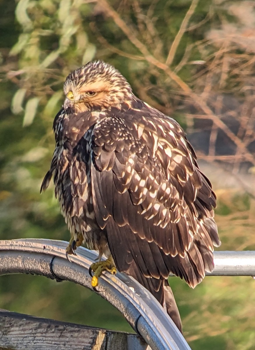 Swainson's Hawk - ML609456987