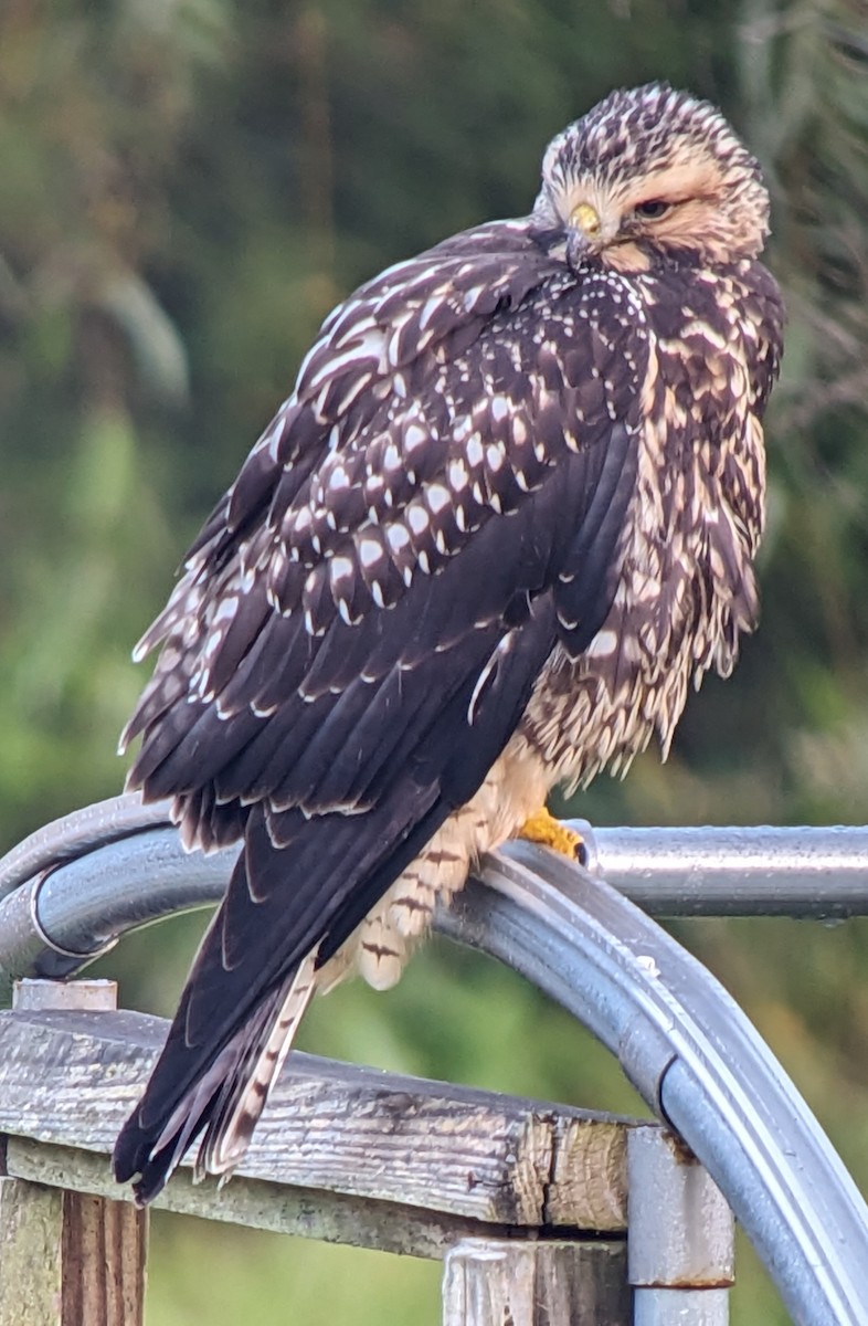 Swainson's Hawk - ML609456988