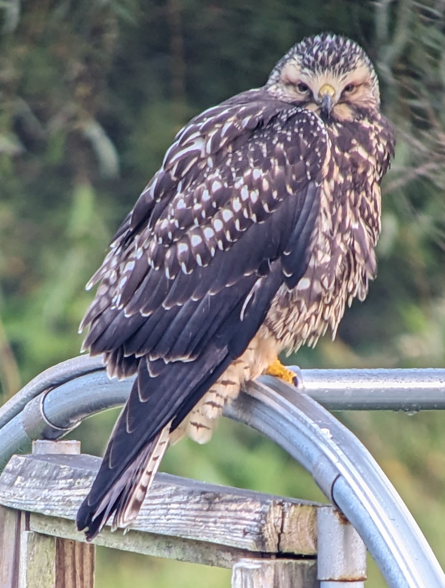 Swainson's Hawk - ML609456989