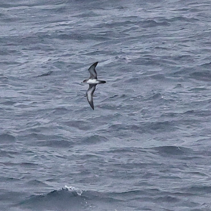 shearwater sp. - ML609457004