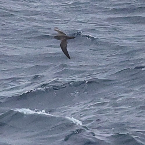 shearwater sp. - ML609457005